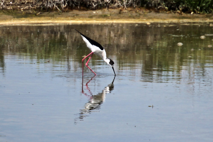 Black-winged stilt foraging in the shallows