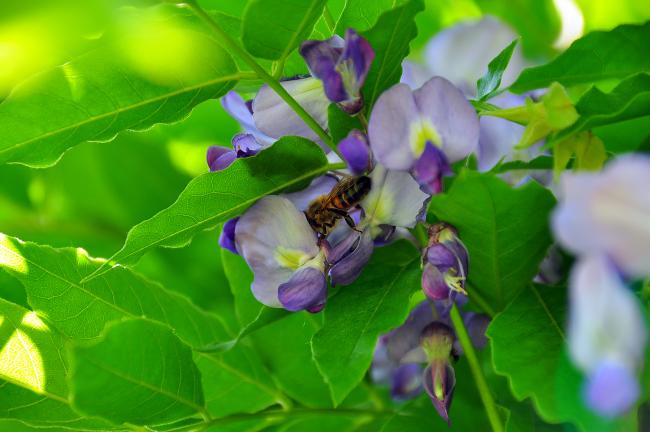 Bee on purple leaf