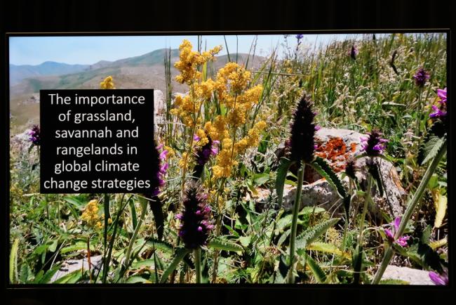 The importance of grasslands