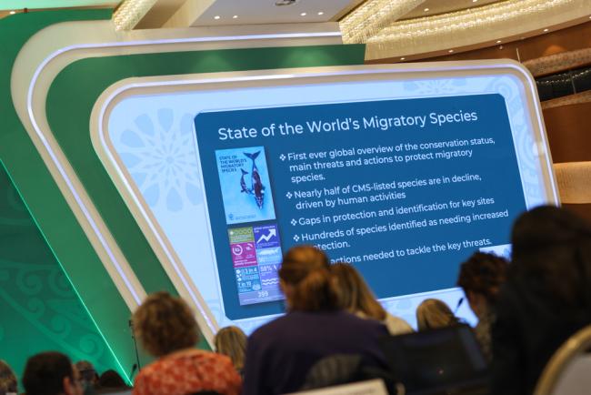 Key information from the State of the World's Migratory Species report is shared in plenary
