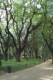 Trees near Plaza San Martin