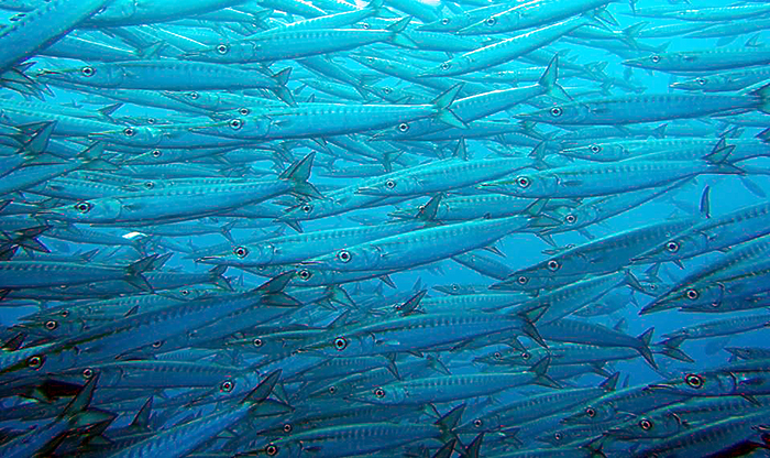 A school of barracudas from North Seymour, Galapagos, Ecuador (photo courtesy of Franz Dejon)