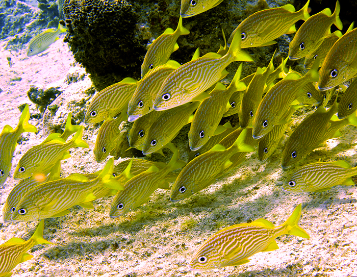 A school of French Grunts from Cozumel, Mexico (photo courtesy of Marcelo Halpern)