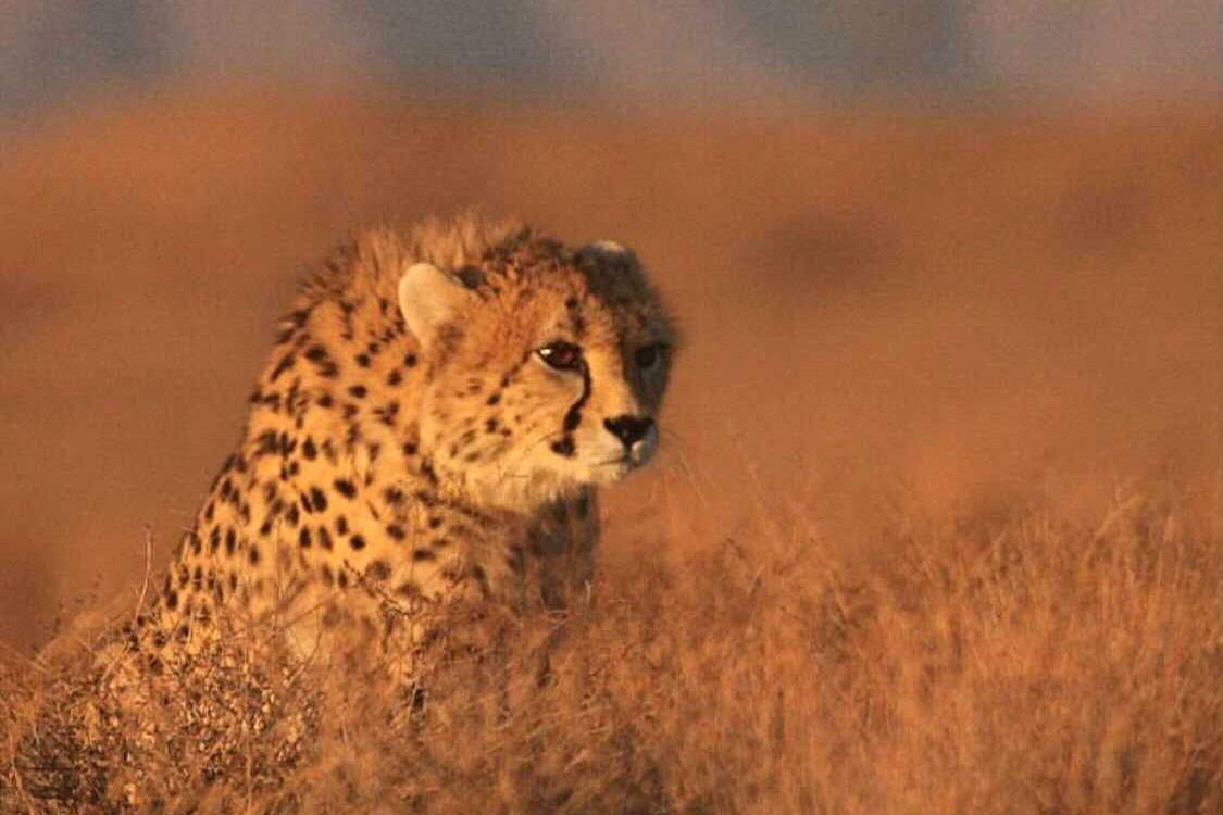 Asiatic cheetah