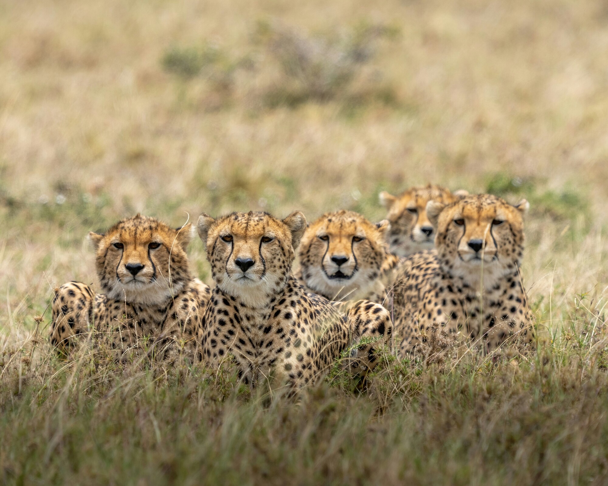 Cheetahs