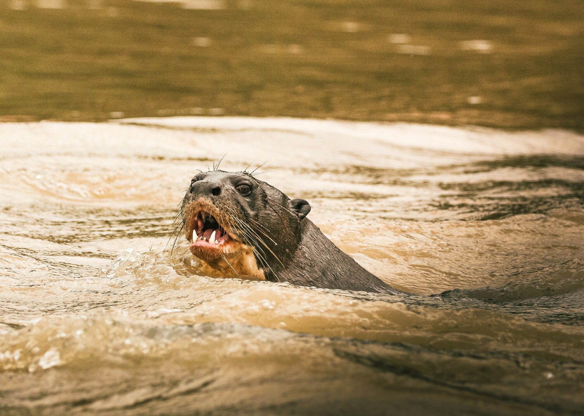 Giant river otter