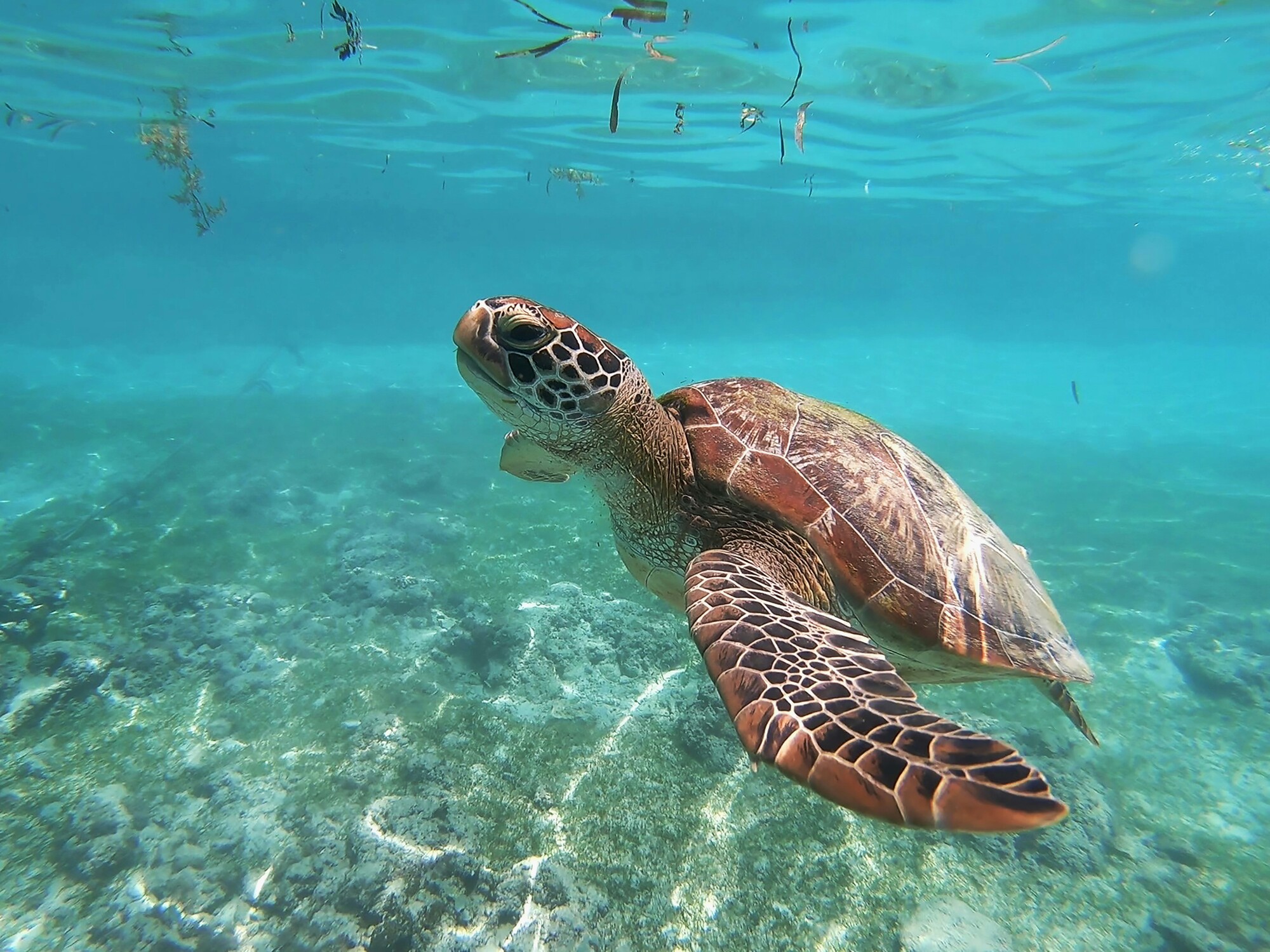 Green turtle
