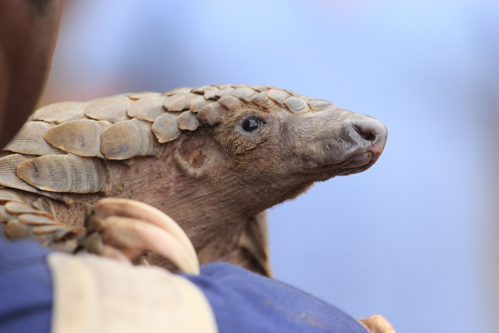 Pangolin