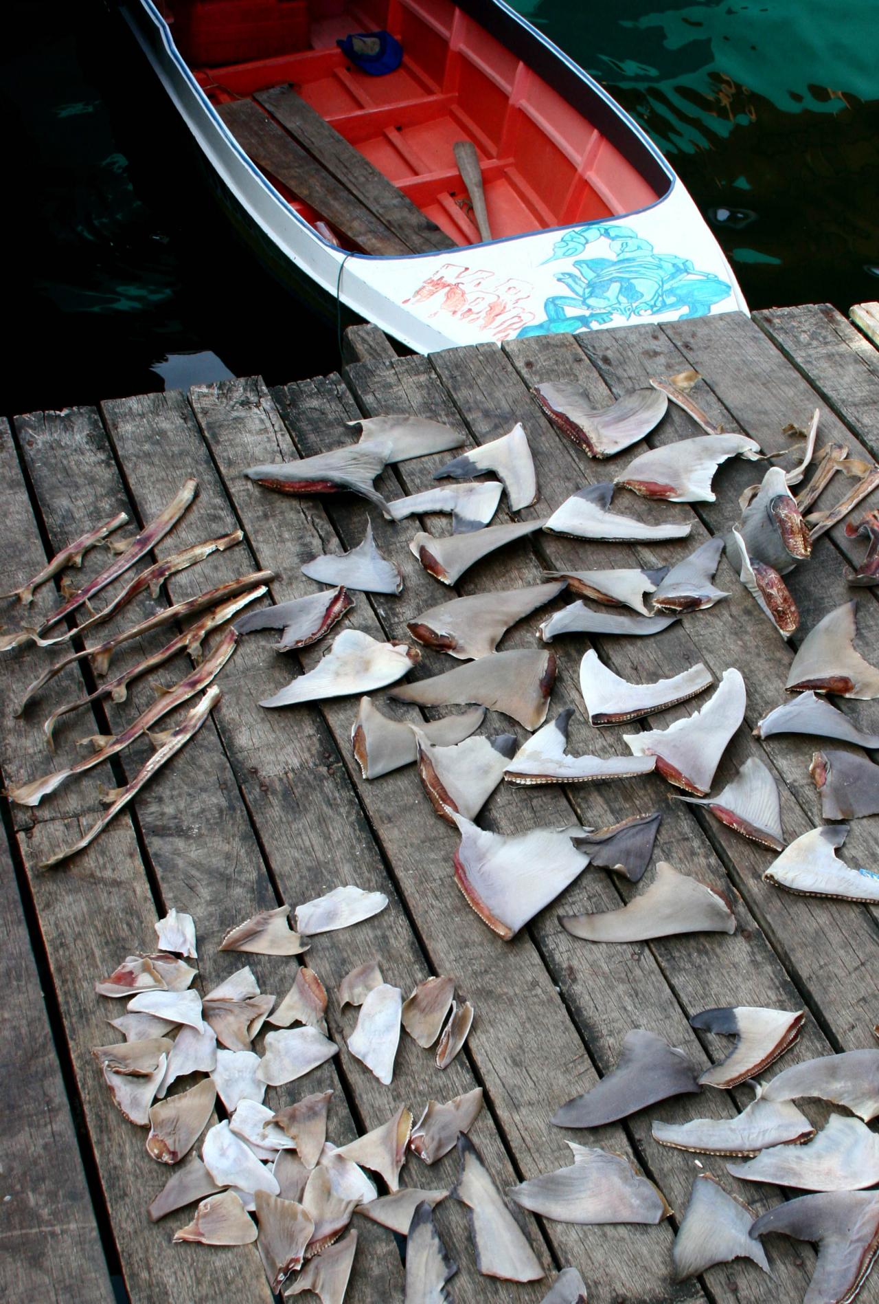 Shark fins