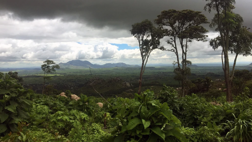  Forested landscape in Malawi (photo courtesy of Jennifer Zavaleta Cheek) 