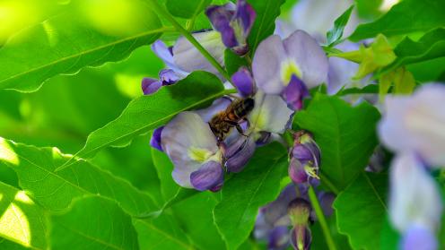 Bee on purple leaf