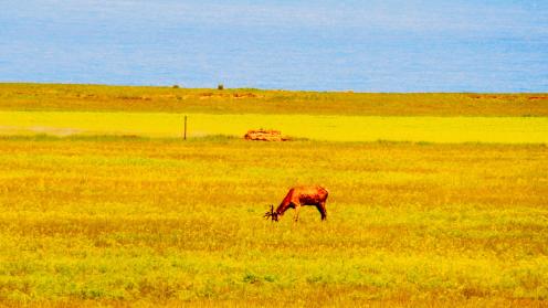 Qinghai, China © Tanya Rosen 