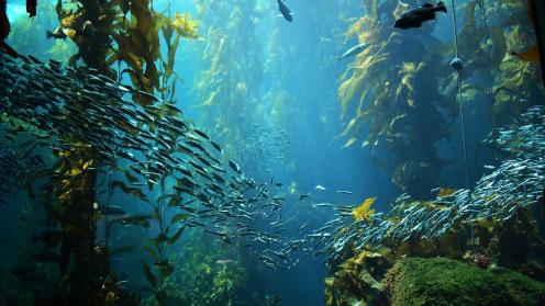 Kelp forest and fish