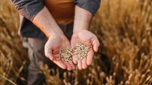 Farmer and seeds
