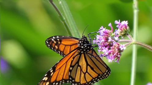 Butterfly picture