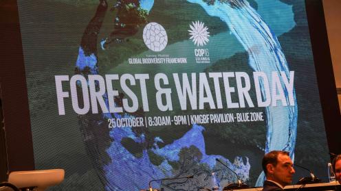 forest and water day image - Forest and Water Day logo - Forest and Water -24oct24-photo