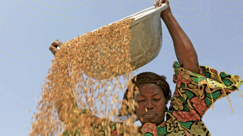 SOWING SUSTAINABILITy