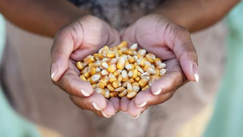 Corn