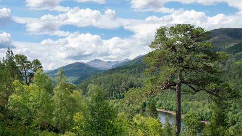 Caledonian pinewoods in Glen Affric, Scotland 