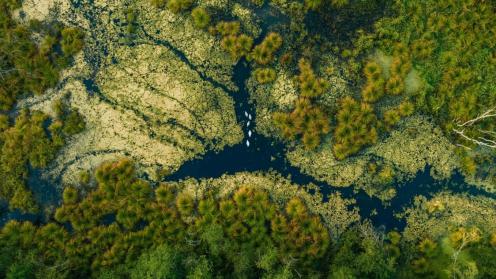 Aerial view of river running through a forest
