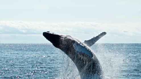 Grey dolphin