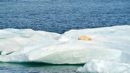 Polar bear and two cubs on ice floe