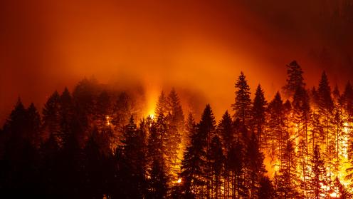 Wildfire