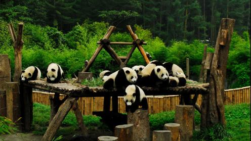 Wolong Biosphere Reserve