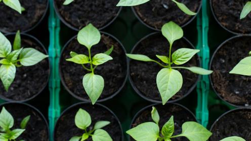 Plants in pots