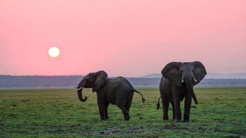 Elephants