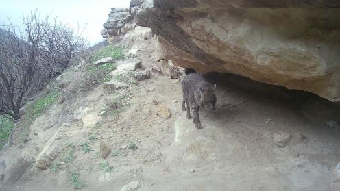 Striped hyena