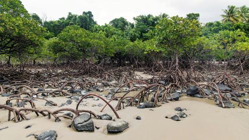 Mangroves