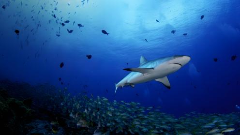 Shark