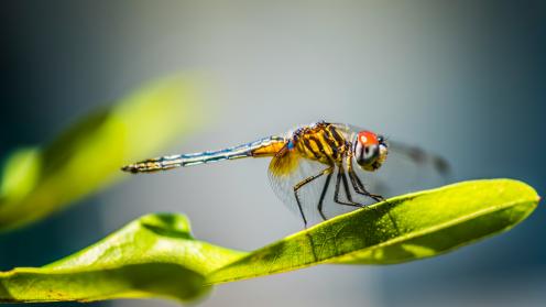 Dragonfly