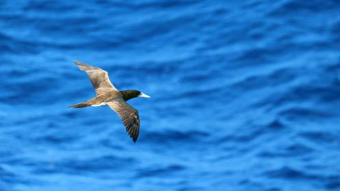 Brown booby in Haiti