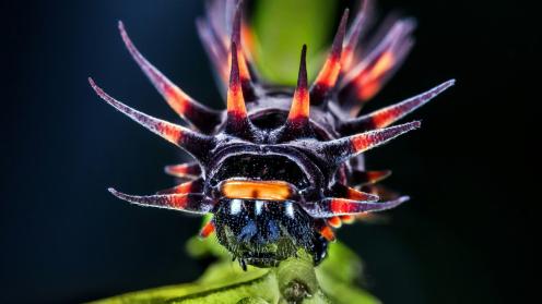 Cairns Birdwing Butterfly caterpillar