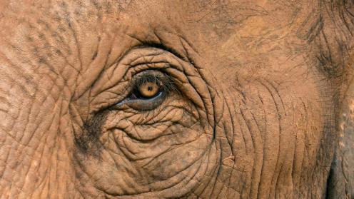 Elephant eye