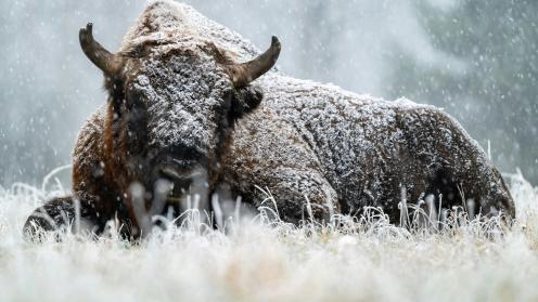 European bison