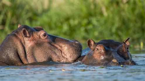 Hippos