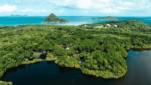 Mangroves in Grenada