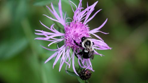 Bumble bee