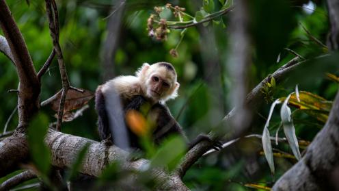 White-faced capuchin monkey