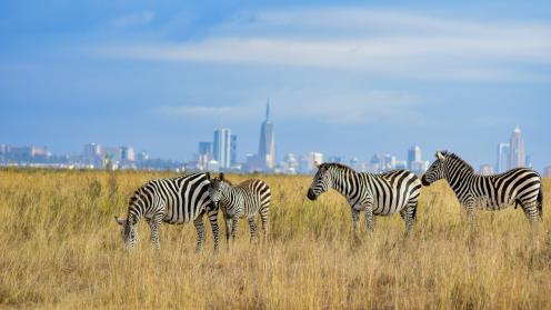 Zebras
