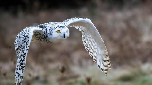 White owl flying over a lush green field