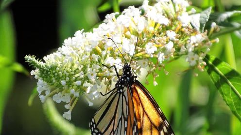 Monarch