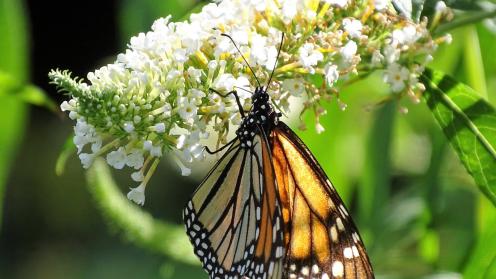Monarch