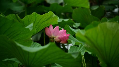 Pink lotus flower peeking through green lily pads