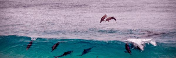 Dolphins