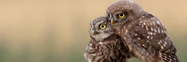 Owls