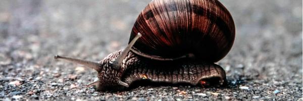 Snail